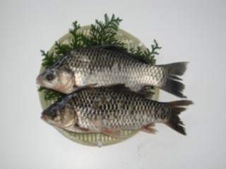 ★天然活鮒(ふな)寒鮒★入荷しました ★天然活鮒(ふな)寒鮒★入荷しました